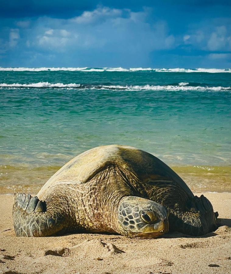 Explore Maui'S Diverse Campgrounds And Uncover The Island'S Beauty From Fresh Perspectives Every Day As You Journey With Aloha Glamp'S Great Jeep Equipped With A Rooftop Tent Paia Kültér fotó